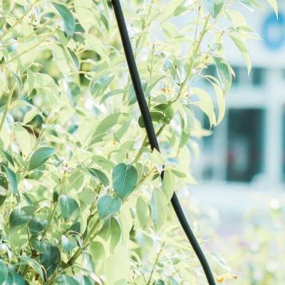 极速飞艇计划截图