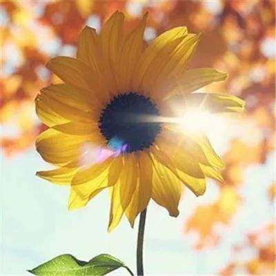 澳门人威尼斯3966app下载